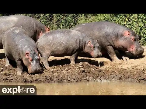 African Watering Hole