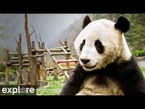 Genda Valley Panda